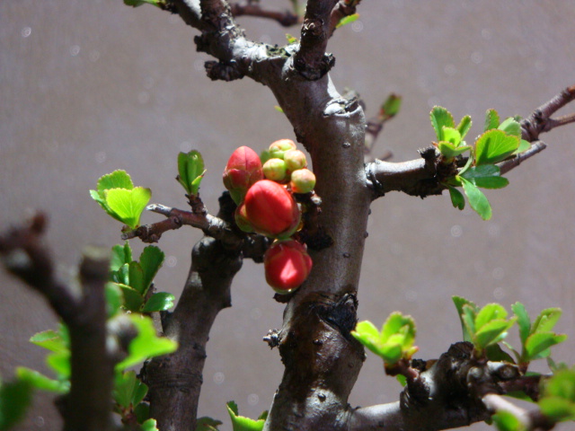 DSC08381.JPG