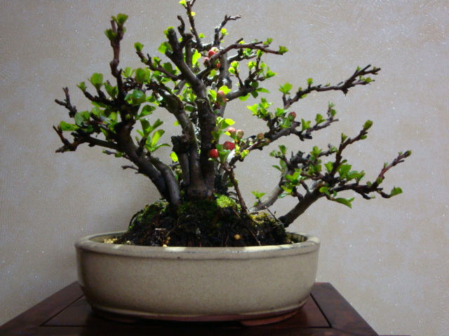DSC08378.JPG