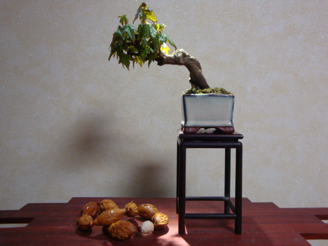 DSC08392.JPG