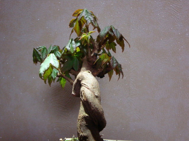 DSC08394.JPG