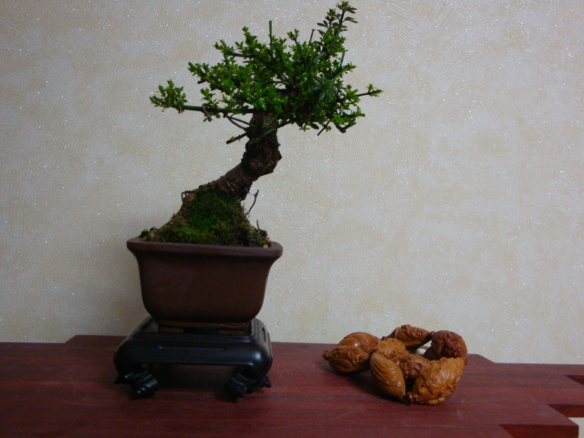 DSC08396.JPG