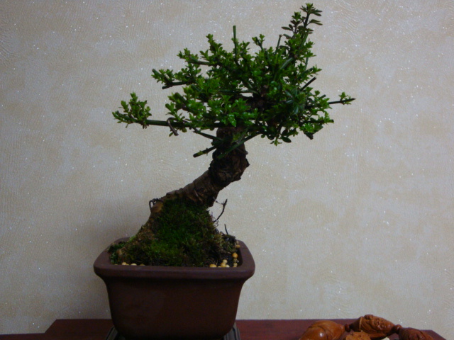 DSC08397.JPG