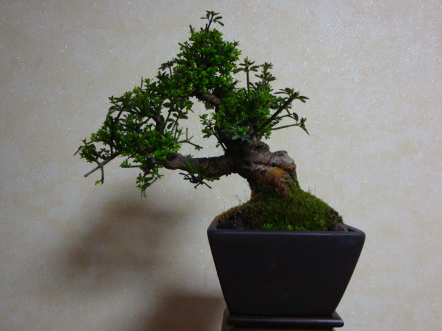DSC08407.JPG