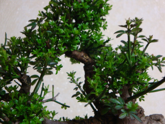 DSC08408.JPG