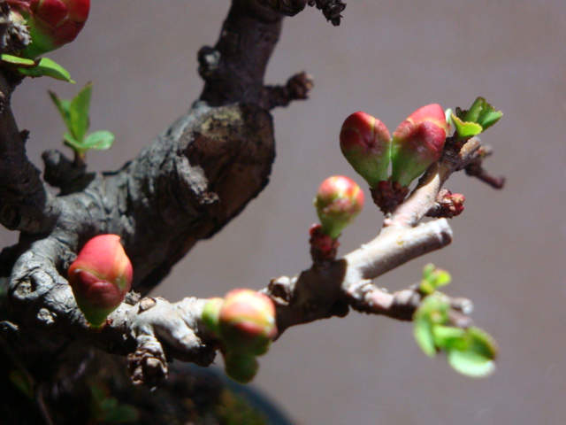 DSC08435.JPG