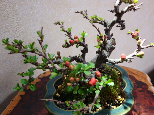 DSC08431.JPG