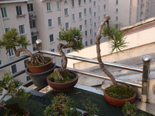 DSC08375.JPG