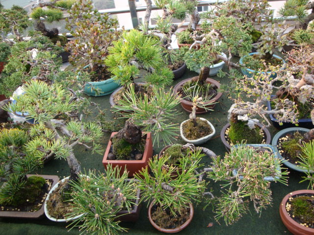 DSC08372.JPG