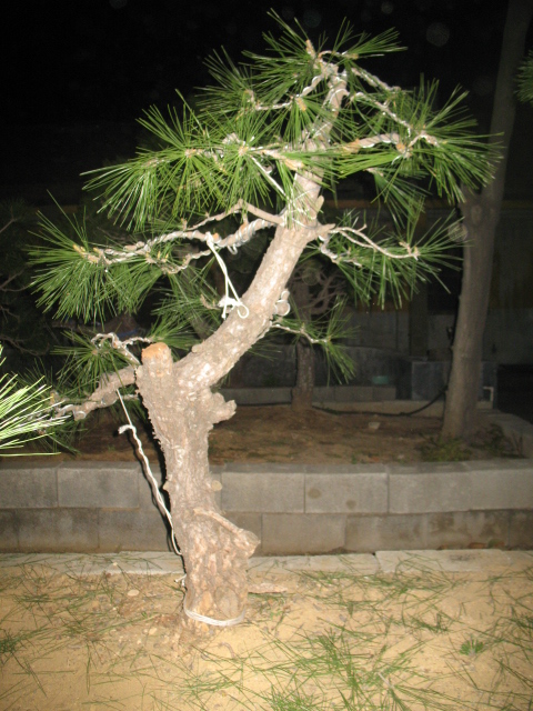 IMG_4790.jpg