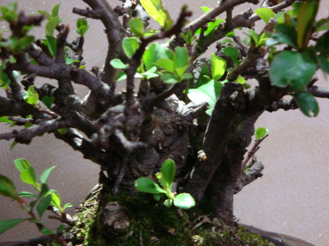 DSC08441.JPG