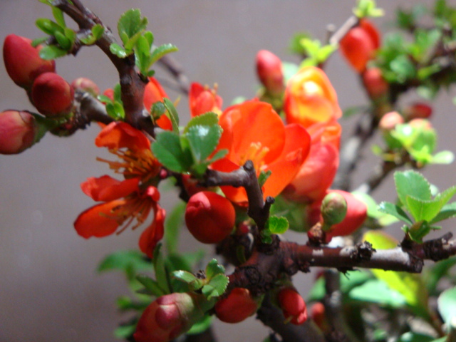 DSC08438.JPG