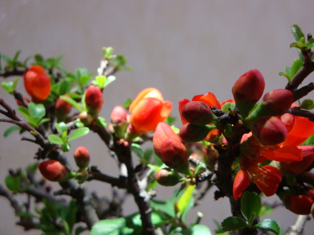 DSC08440.JPG