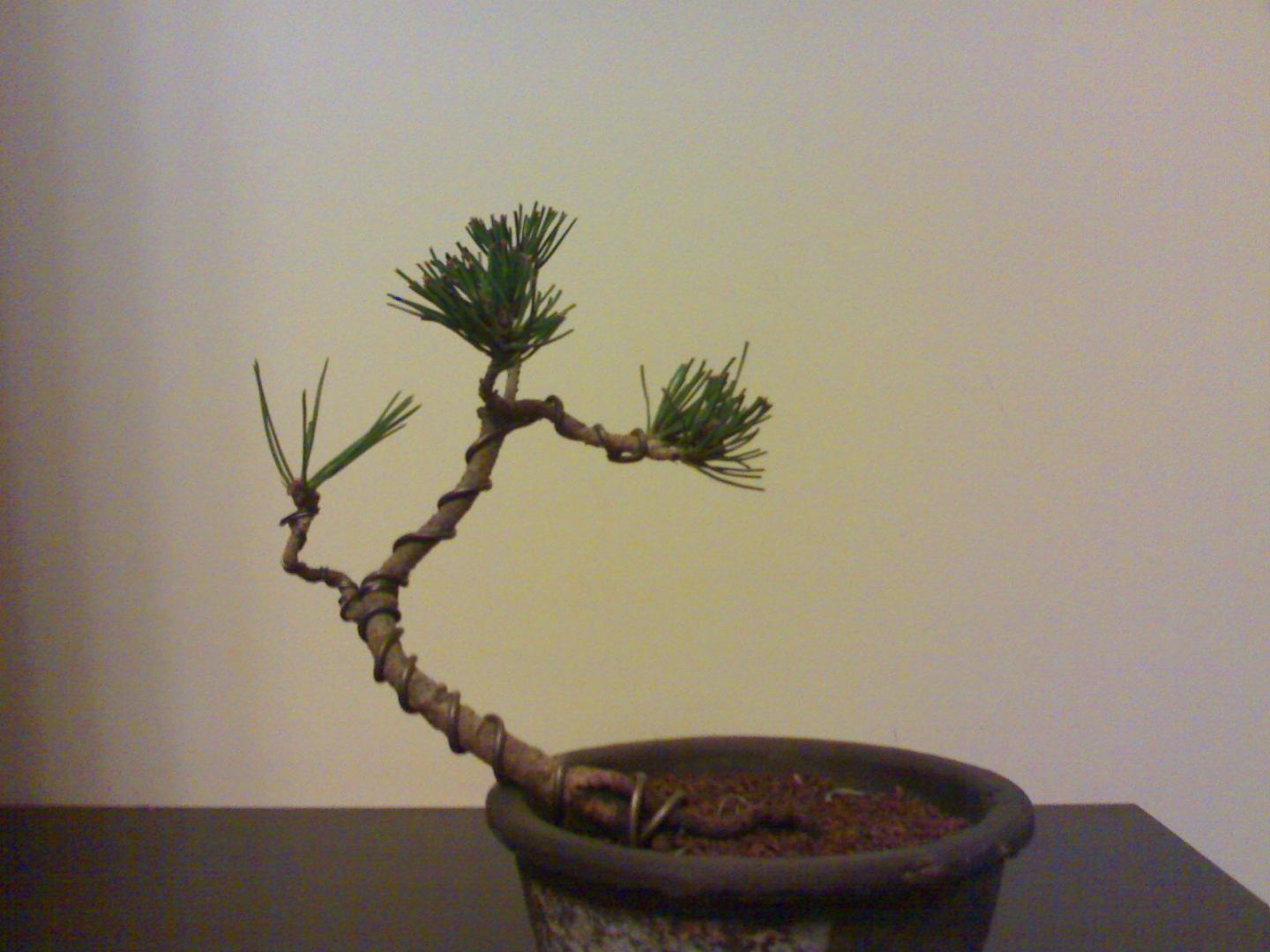 20100322284.jpg