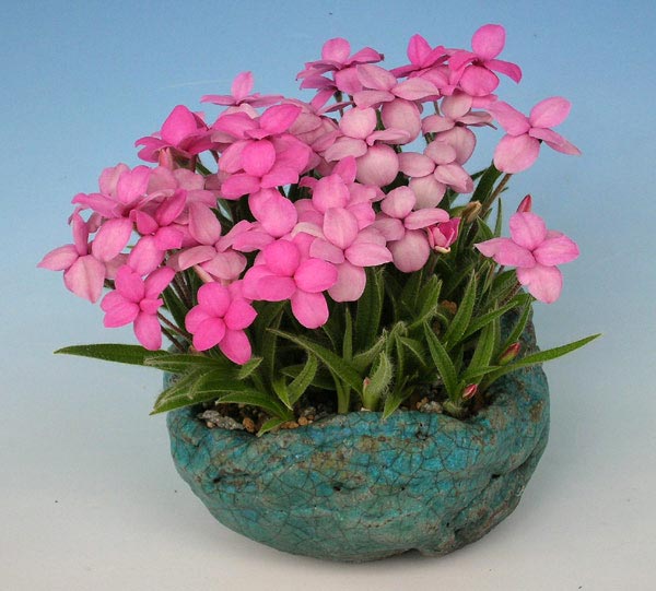 Rhodohypoxis03.jpg