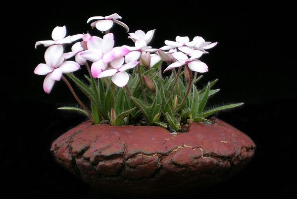 Rhodohypoxis00.jpg