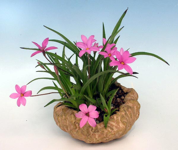 Rhodohypoxis01.jpg