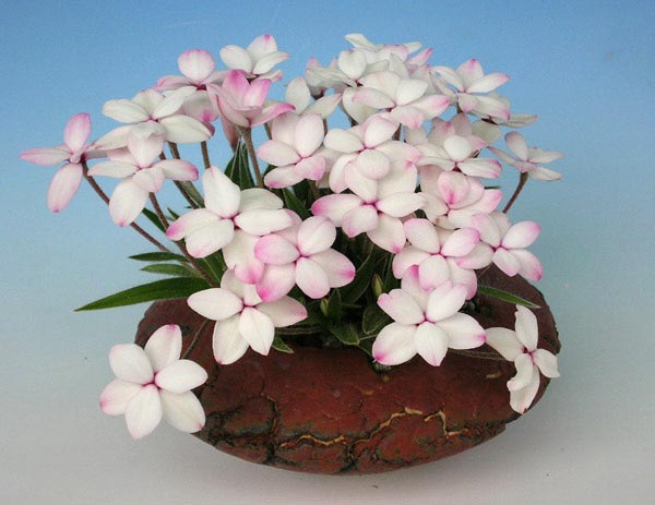 Rhodohypoxis06.jpg