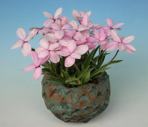 Rhodohypoxis07.jpg