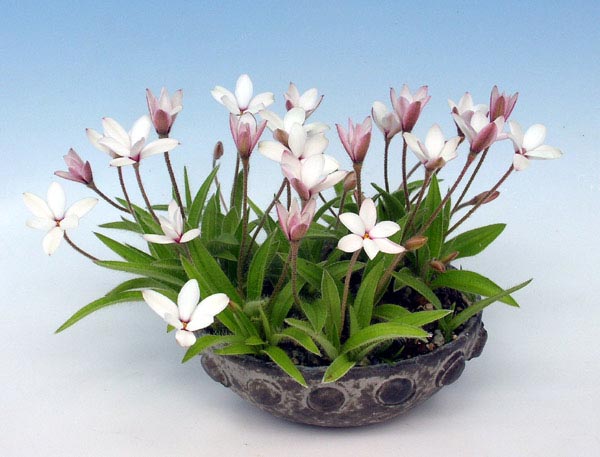 Rhodohypoxis08.jpg