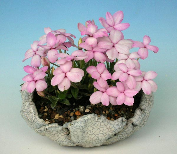 Rhodohypoxis09.jpg