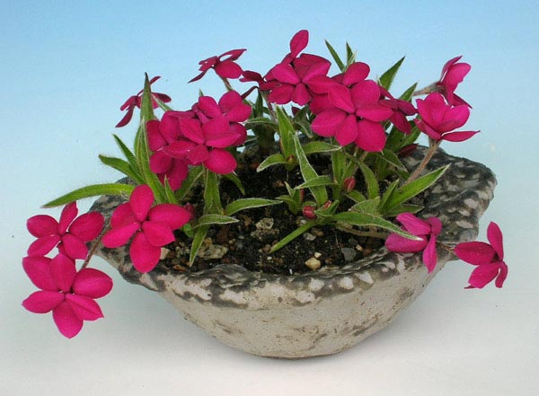 Rhodohypoxis11.jpg