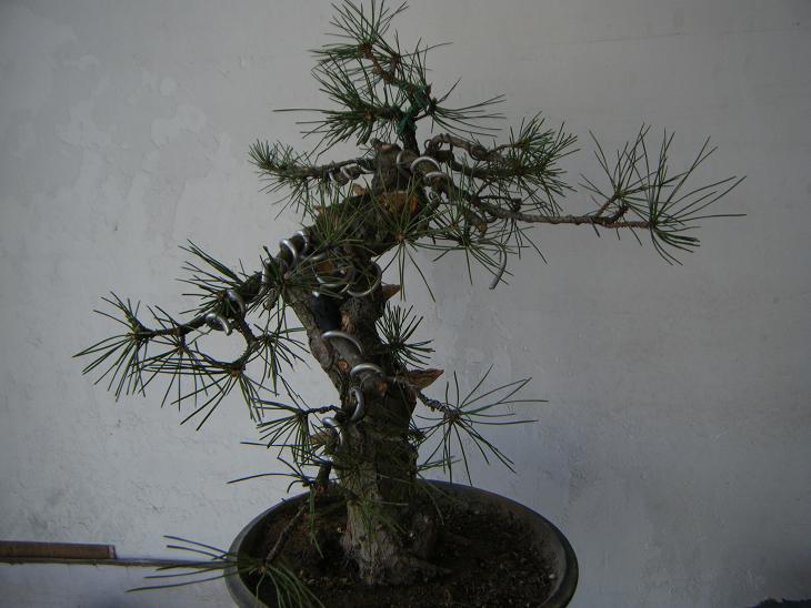DSCF1601a.JPG