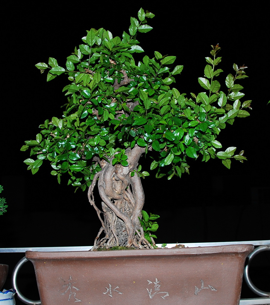 DSC_0337.jpg