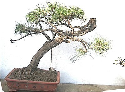 IMG2_1615__.jpg
