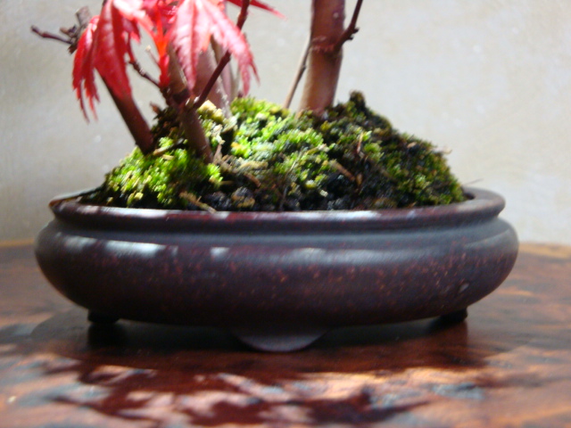 DSC08481.JPG