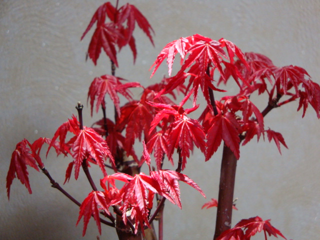 DSC08482.JPG
