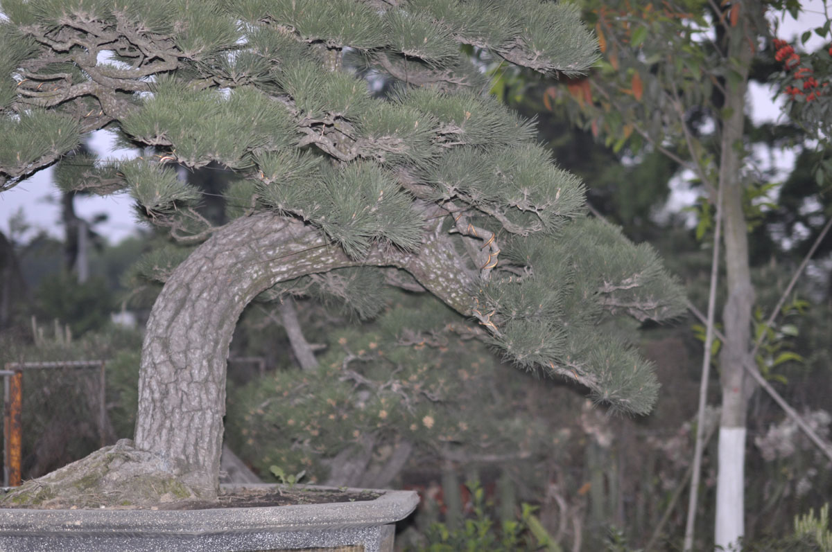 _DSC0085.JPG