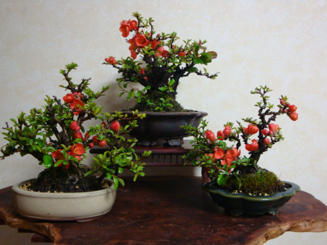 DSC08528.JPG