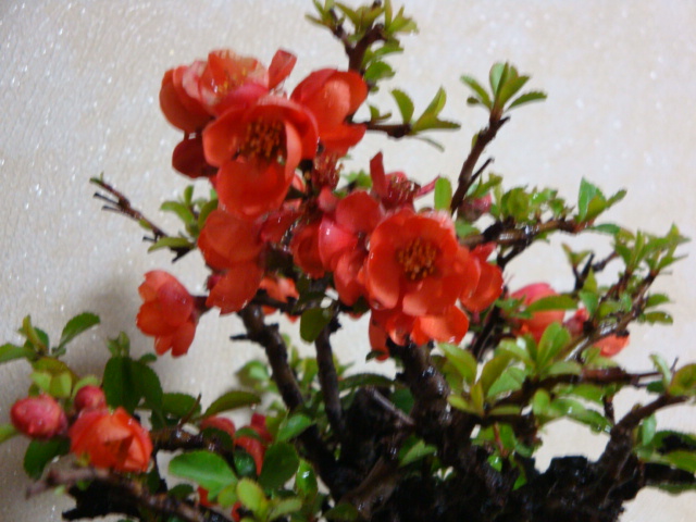 DSC08529.JPG