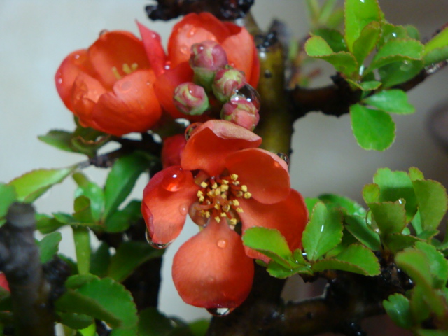 DSC08530.JPG
