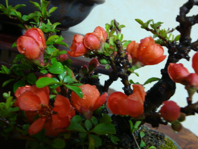 DSC08531.JPG