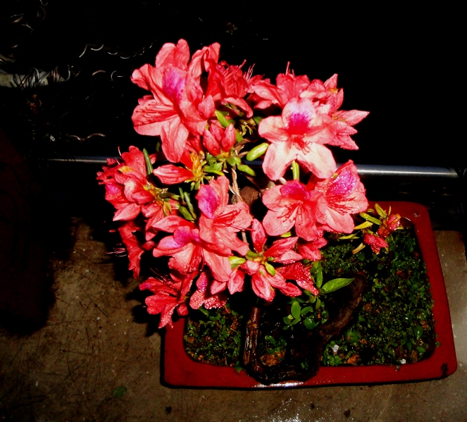 DSC08650.JPG