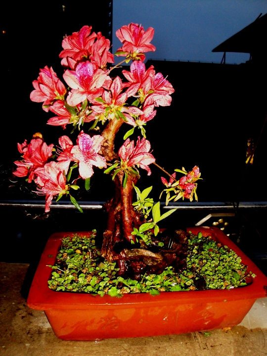 DSC08648.JPG
