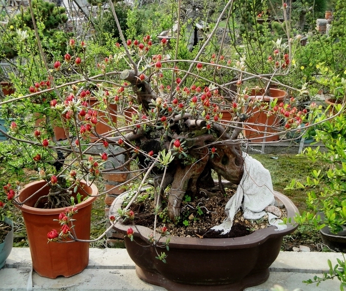 DSC08646.JPG