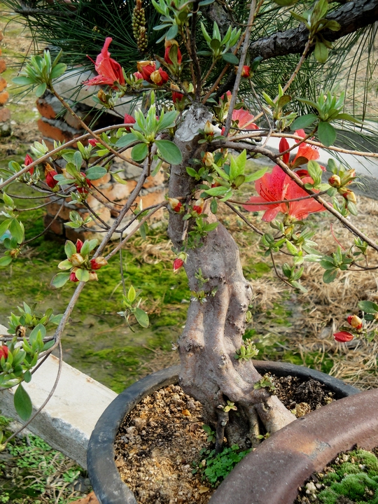 DSC08645.JPG