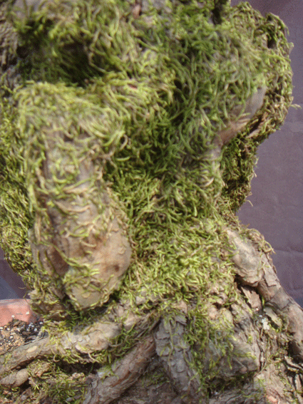 DSC05928.gif