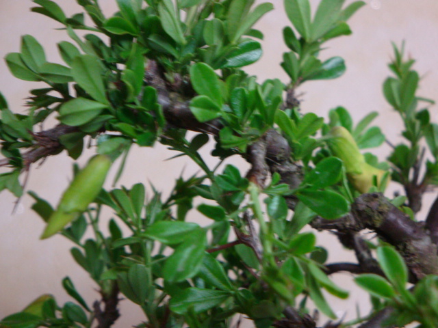DSC08527.JPG
