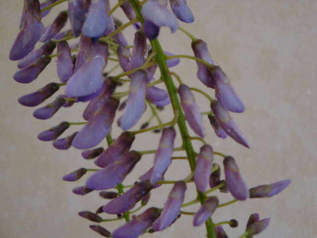 DSC08555.JPG