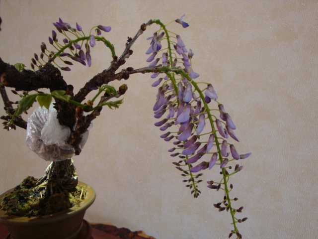 DSC08554.JPG