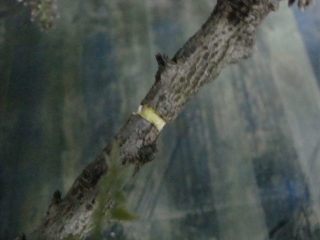 DSC08518.JPG