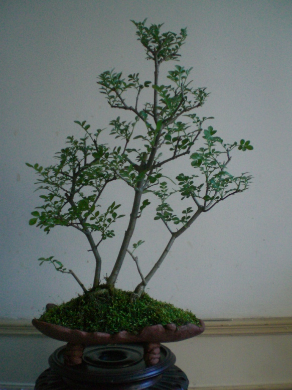 CIMG0140.JPG