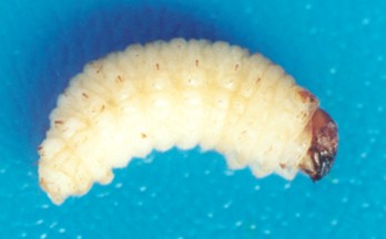 给大家介绍另一种松树蛀食性害虫