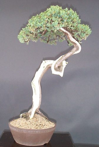 bunjinjuniper.jpg