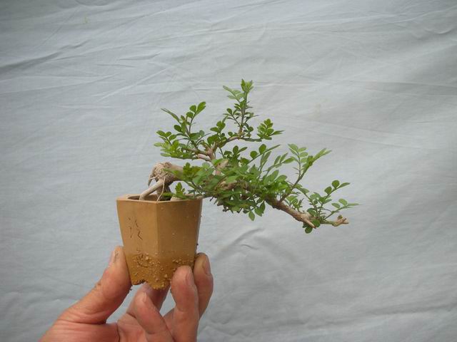 С DSCN5020.jpg