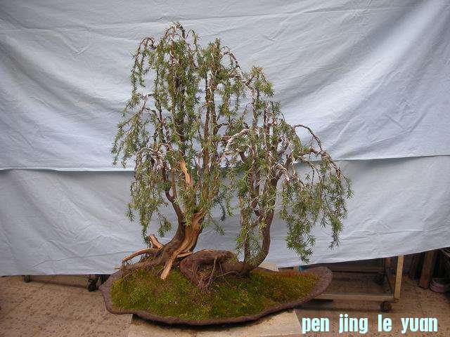 ������С DSCN5001.jpg