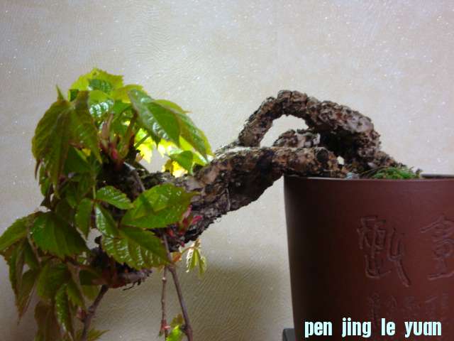 DSC08571.JPG